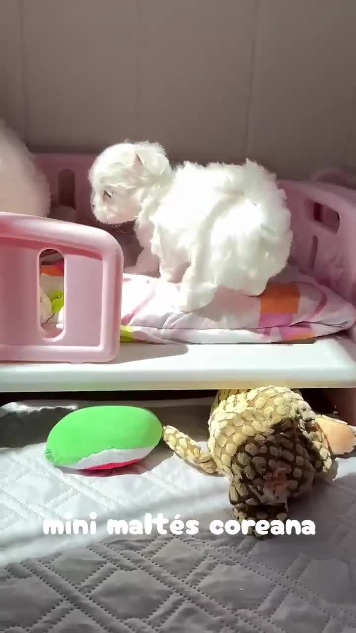 Bichón Maltés perros en venta: Bichon Maltese  en venta minin toy Coreano  en Madrid - Video 2