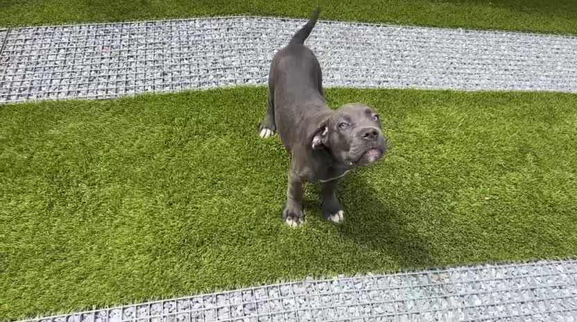 Cane Corso perros en venta: Cané corso  - Video 1