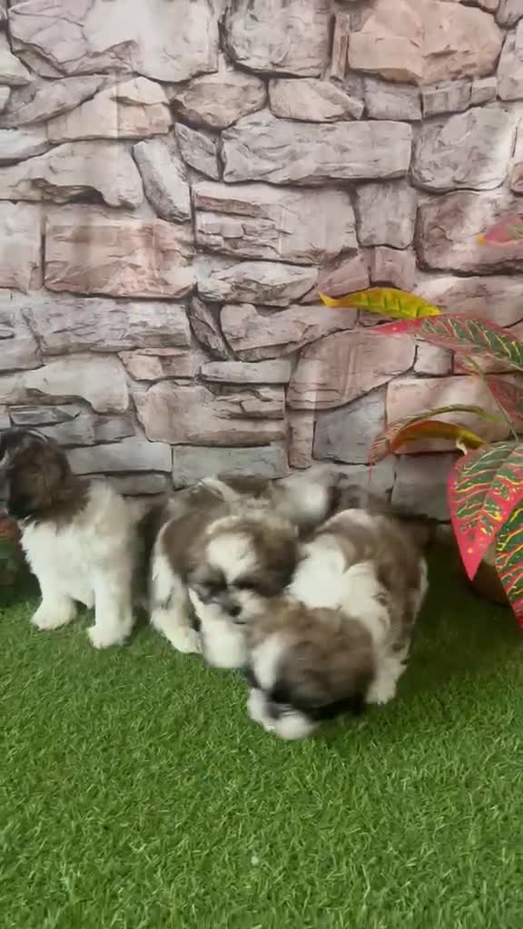 Shih Tzu perros en venta: SHIH TZU MINI TOY  - Video 1
