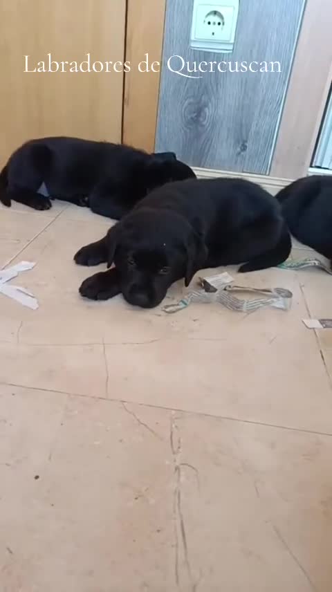 Labrador Retriever perros en venta: Labradores de  Quercuscan  - Video 3