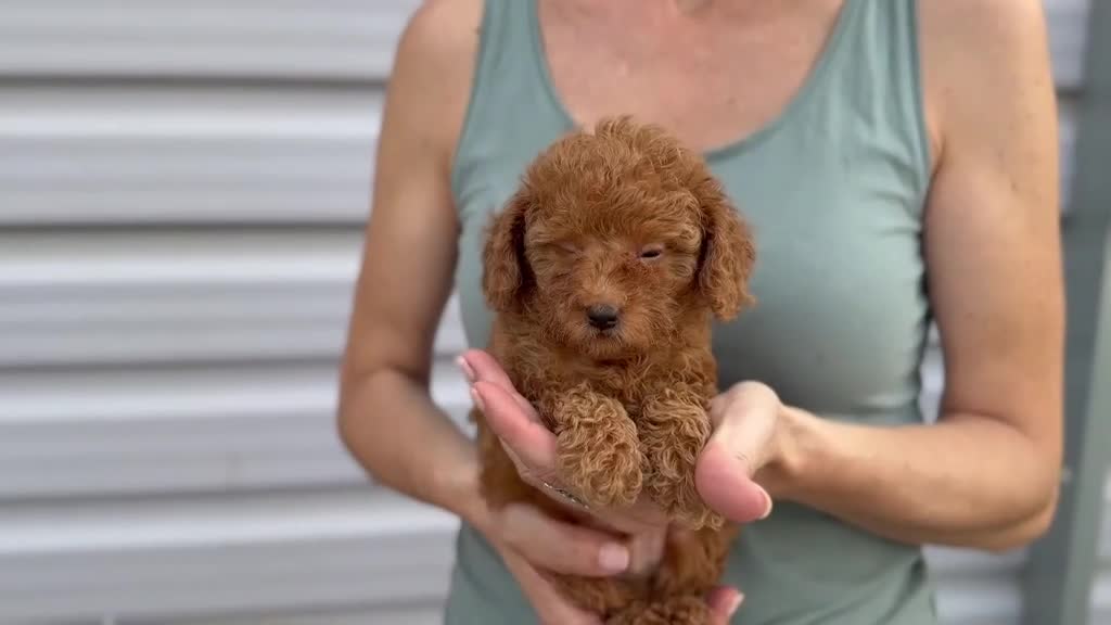 Raza Mixta perros en venta: Caniches enanos - Video 3