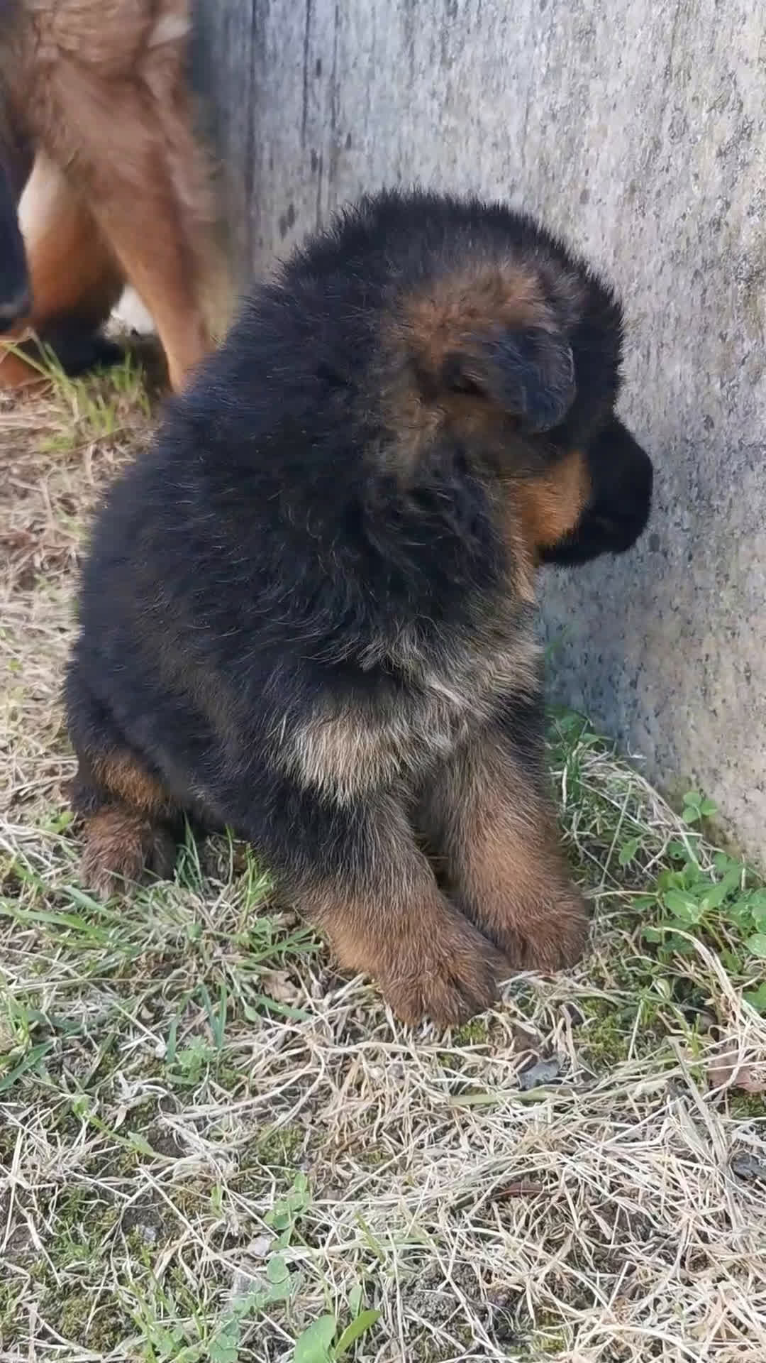 Pastor Alemán perros en venta: Cachorros pastor alemán  en Pontevedra - Video 1