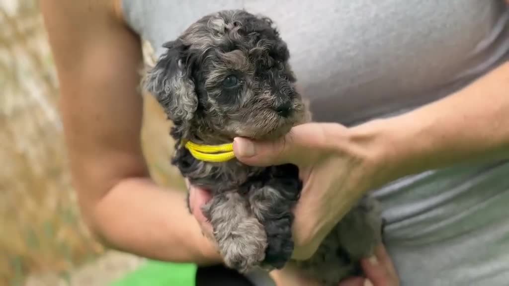 Caniche Toy perros en venta: Caniches - Video 1