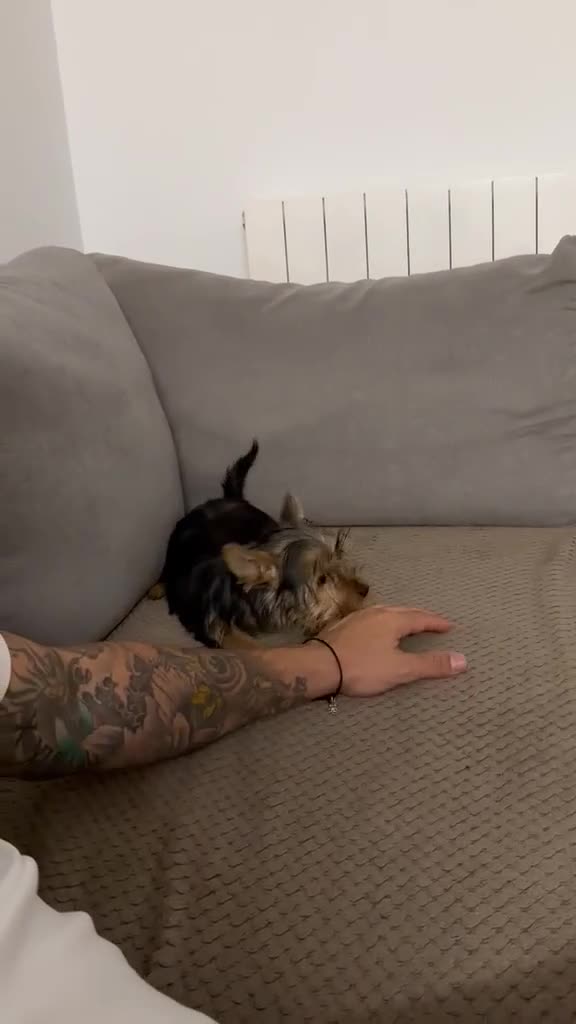Yorkshire Terrier perros en venta: Magnífica hembra de yorkshire terrier  - Video 1