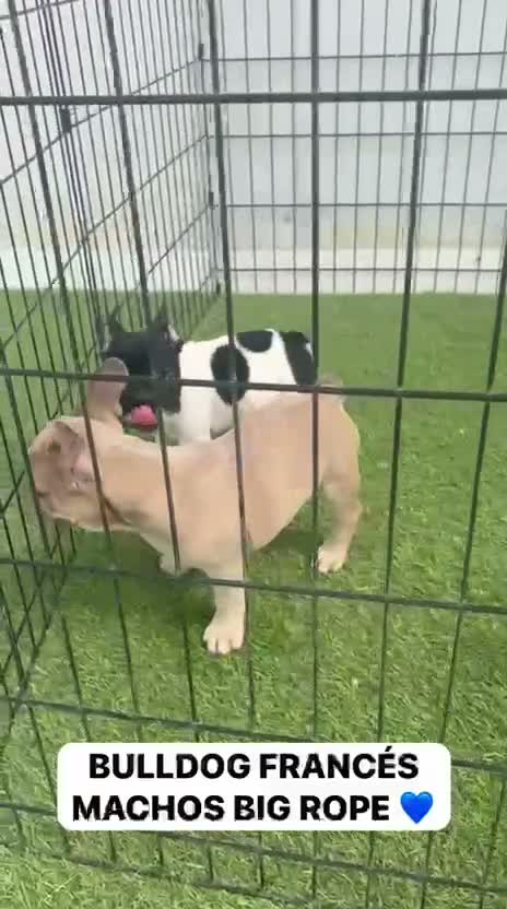 Bulldog Francés perros en venta: CAMADA DE BULLDOG FRANCÉS BIG ROPE  - Video 1