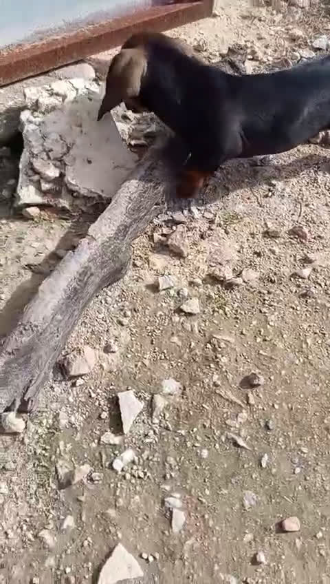 Teckel Miniatura perros en venta: Precioso cachorro teckel - Video 3