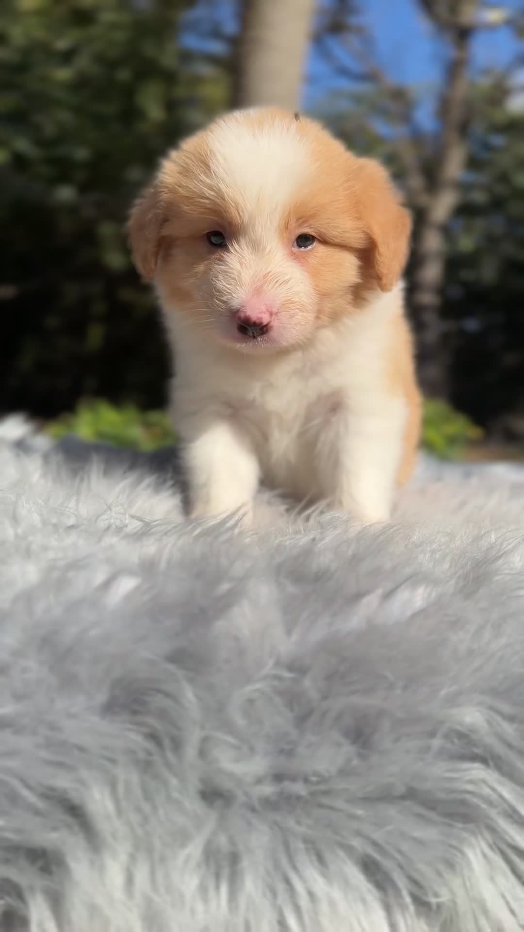 Border Collie perros en venta:  Border  collie rojo australiano  - Video 1