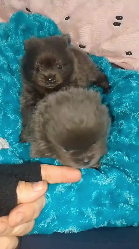 Pomerania perros en venta: Pomera en el macho azul sólido - Video 1