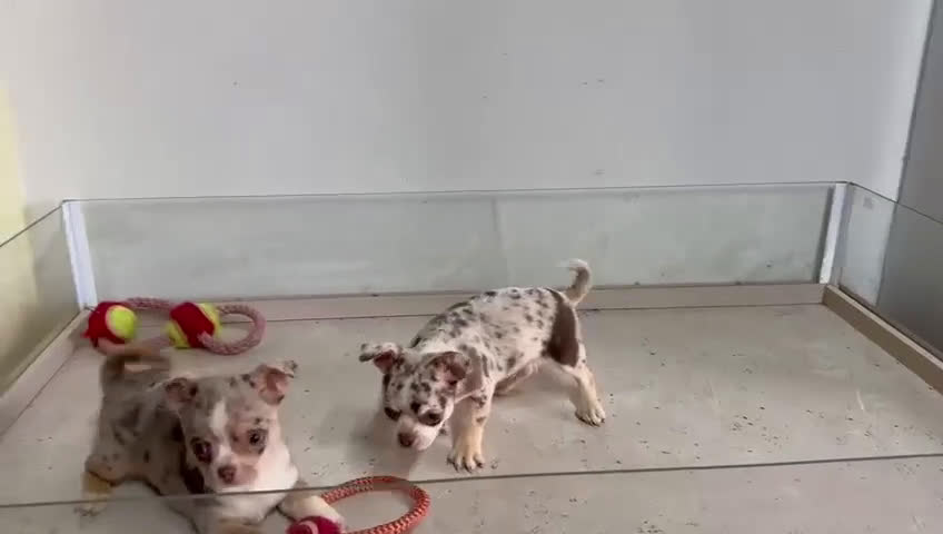 Chihuahua perros en venta: Chihuahuas merle - Video 1
