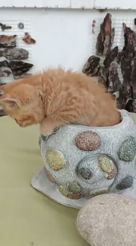Británico de Pelo Corto gatos en venta: BRITISH SHORTAIR camada de gatitos y gatitas - Video 3