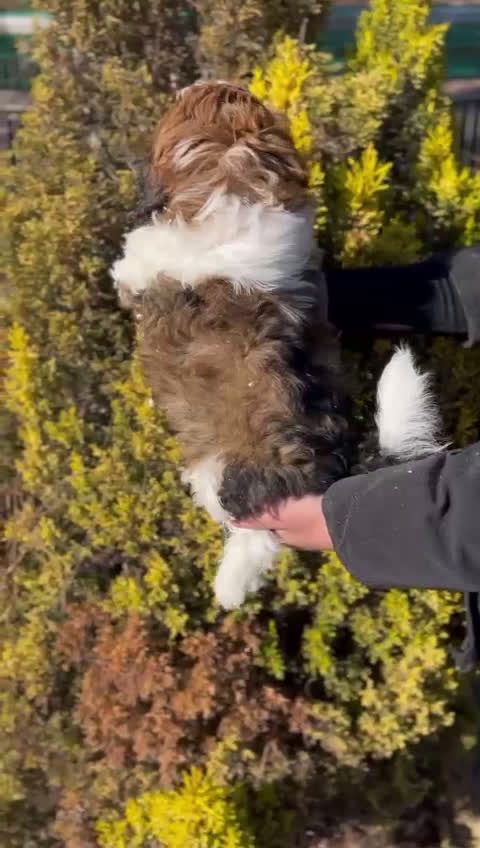 Shih Tzu perros en venta: SHIH TZU TOY NACIONAL en Barcelona - Video 1