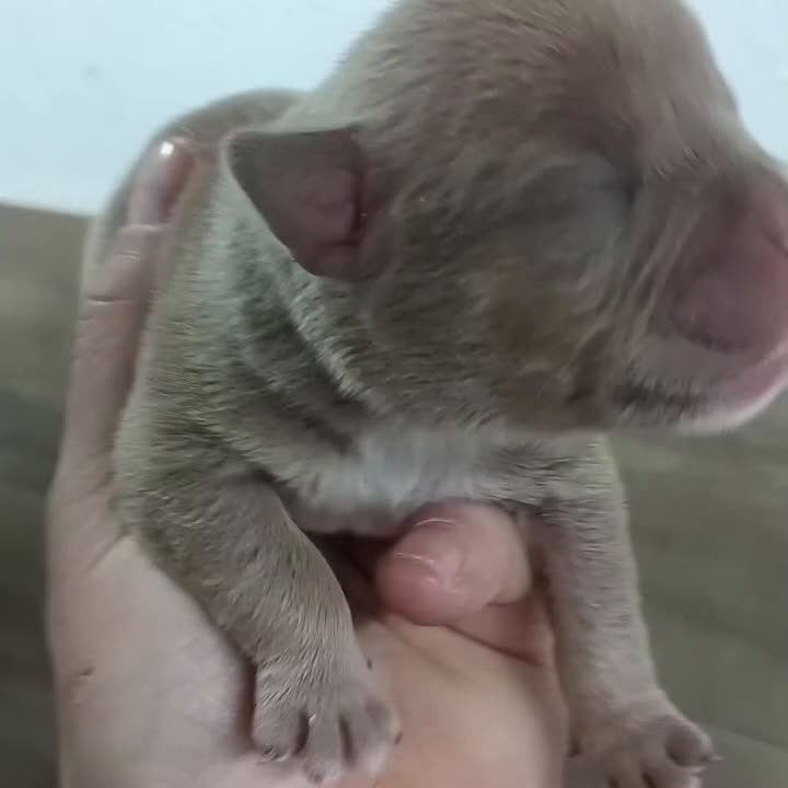 American Bully perros en venta: América bully micro exótico  - Video 2