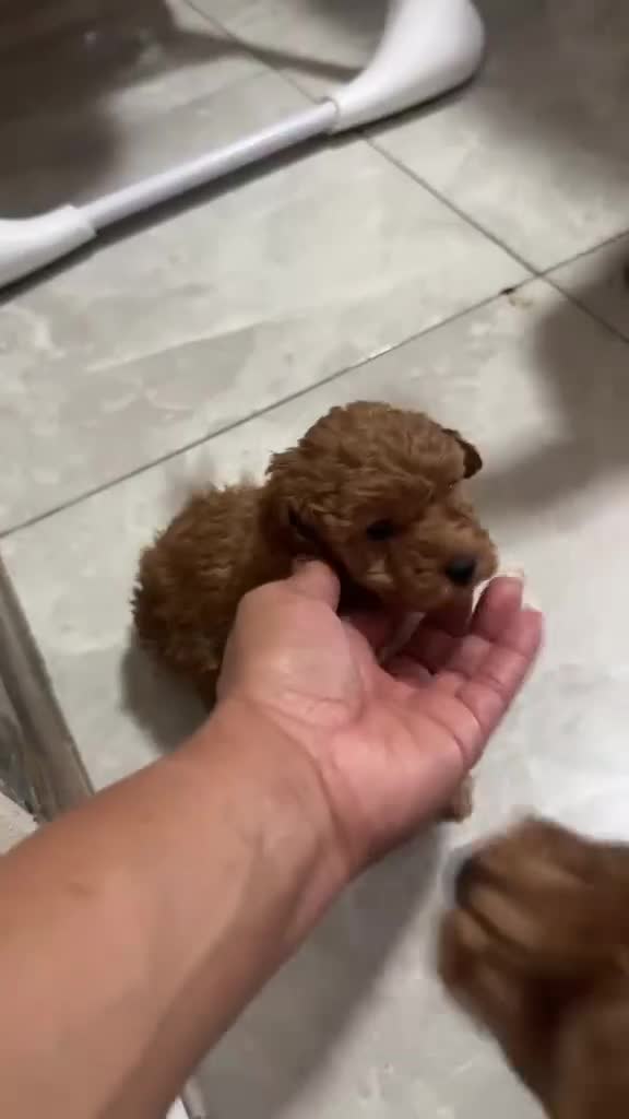 Caniche Toy perros en venta: Caniches toy rojos en Madrid - Video 2