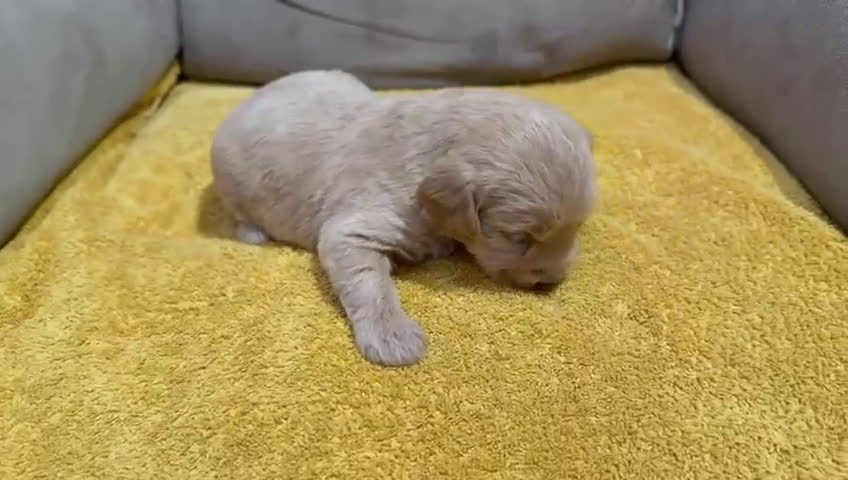 Labradoodle perros en venta: Hembras raza Labardoodle  - Video 2