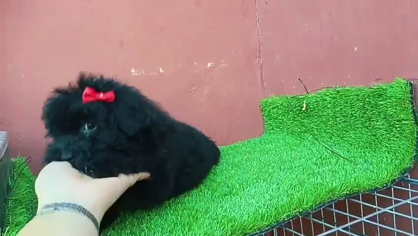 Caniche Toy perros en venta: Caniche toy precio real  - Video 1