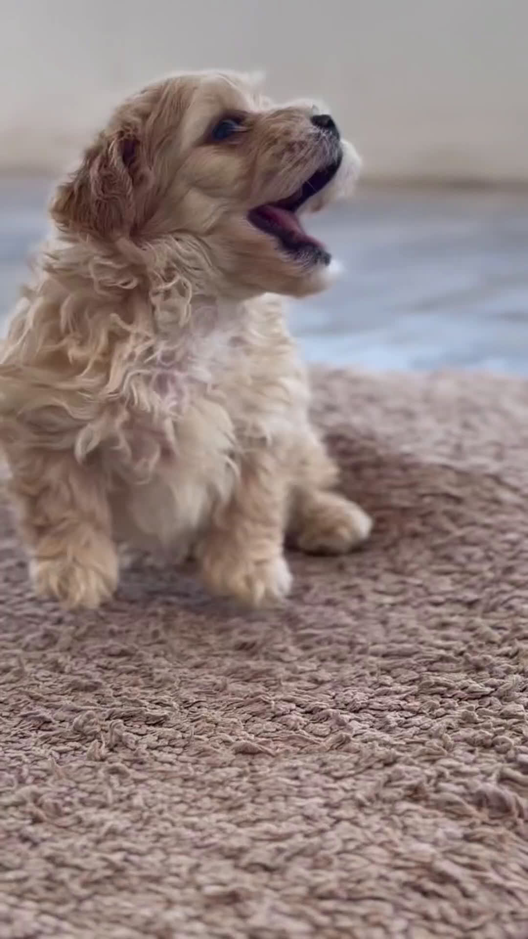 Maltipoo perros en venta: 🐾 Manolo y Jacinto – Hermanitos Maltipoo 🐾 - Video 1