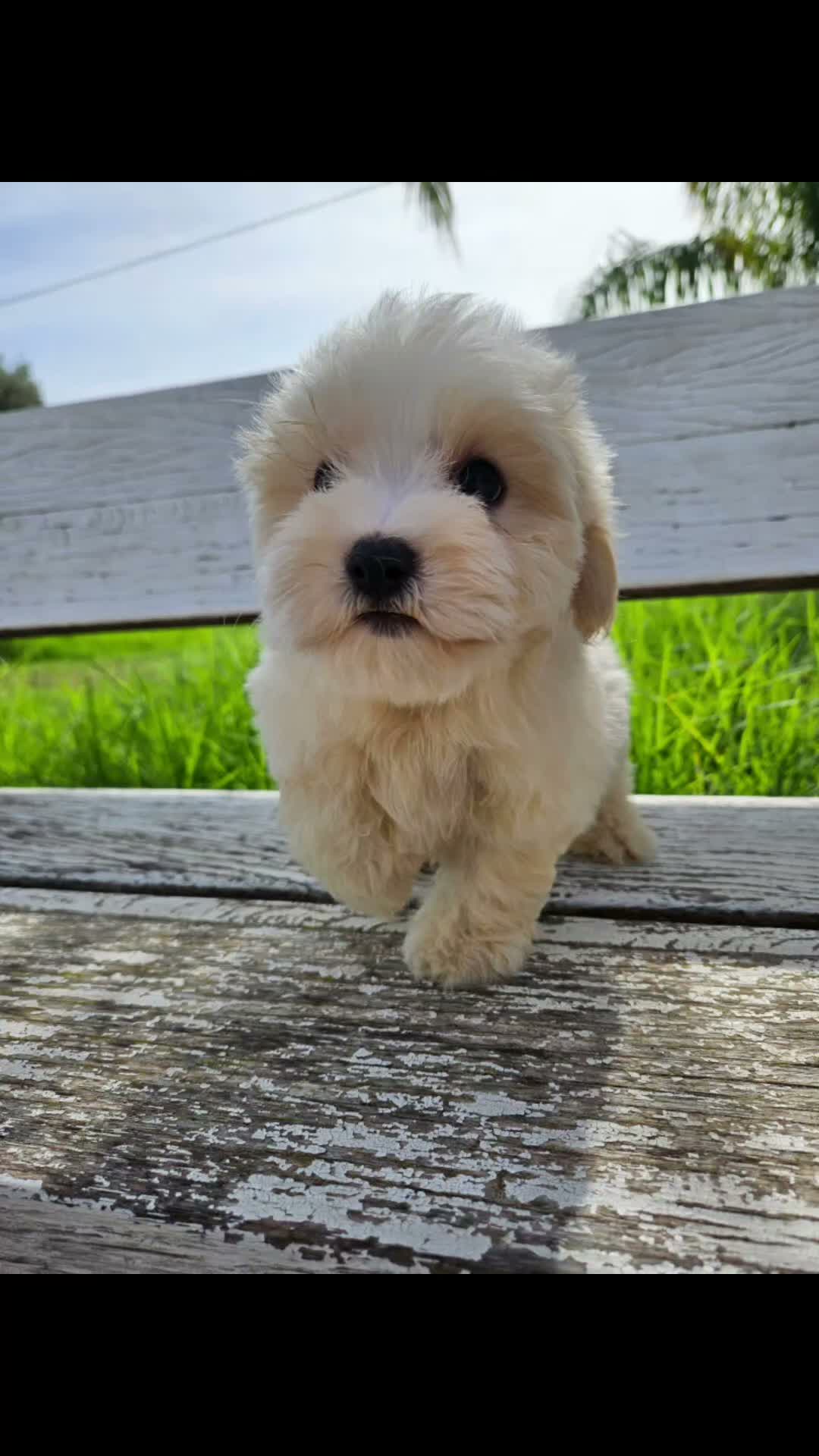 Bichón Maltés perros en venta: Bichon maltés precio real - Video 1