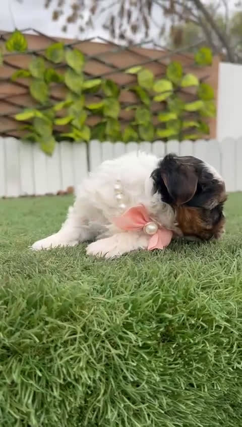 Yorkshire Terrier perros en venta: YORKSHIRE BIEWER HEMBRA - Video 1