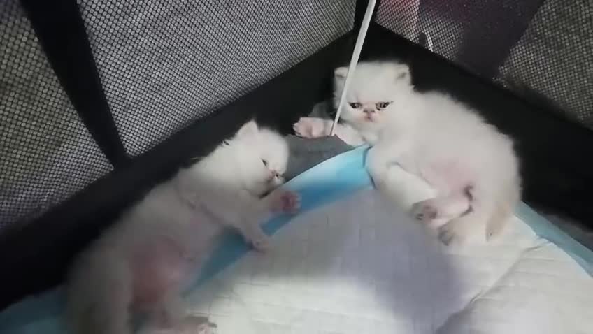 Persa gatos en venta: Gatos persas - Video 2