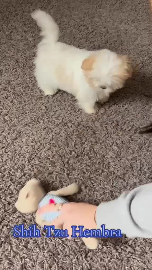 Shih Tzu perros en venta: Shih tzu  - Video 2