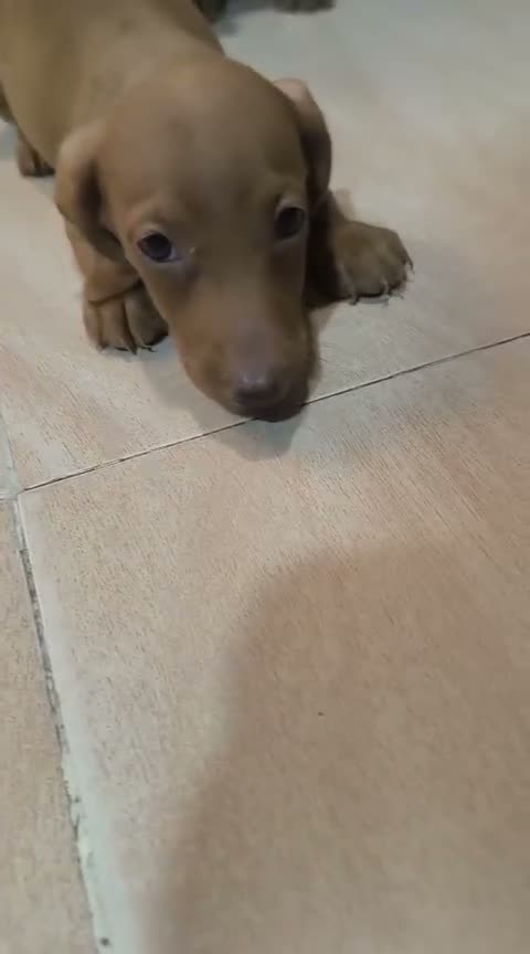 Teckel Miniatura perros en venta: Disponible Teckels miniatura de excelente calidad  - Video 2