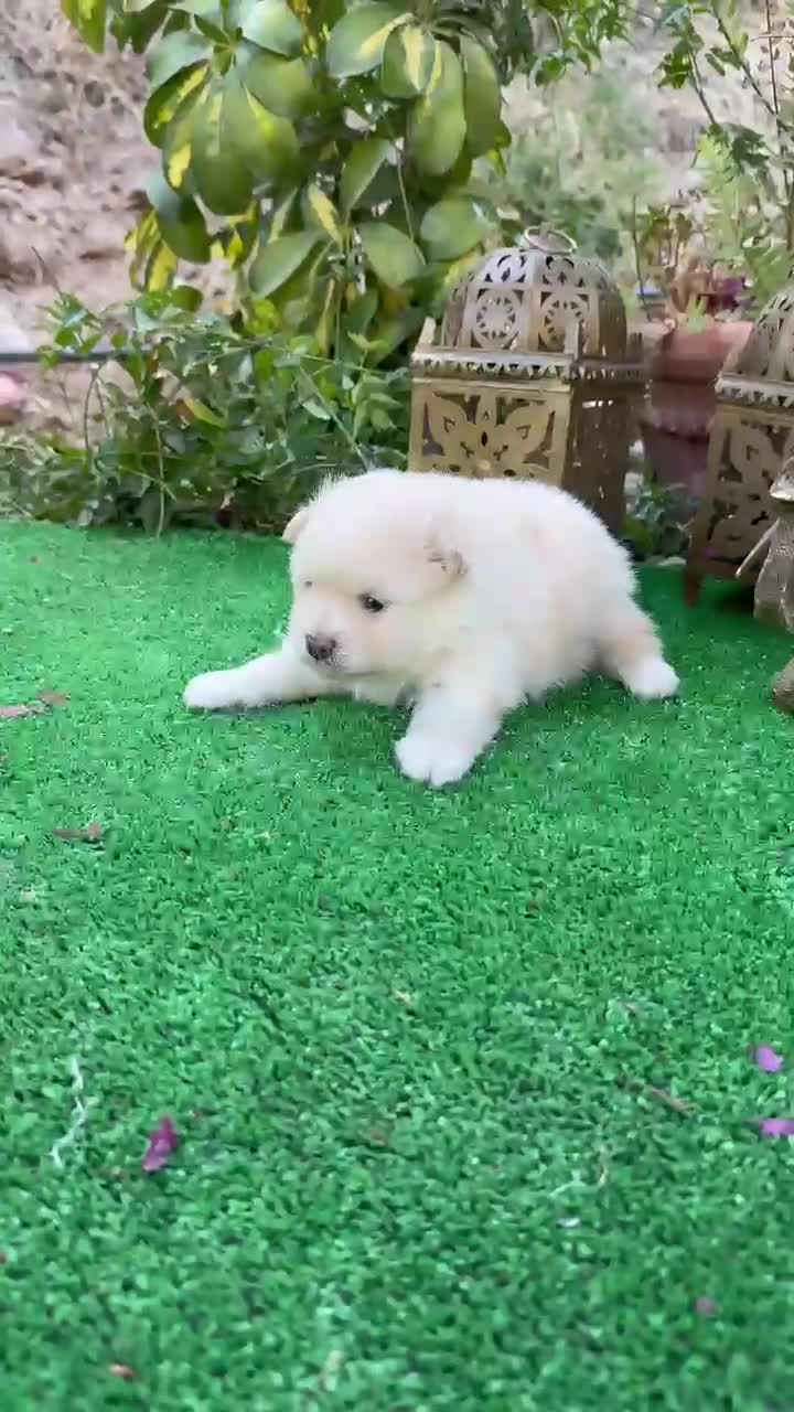 Pomerania perros en venta: Pomerania lulu Toy macho blanco disponible  - Video 1