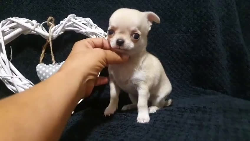 Chihuahua perros en venta: Chiguagua - Video 1