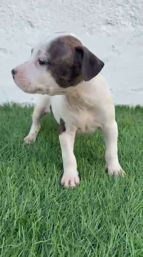 American Staffordshire-Terrier perros en venta: American Stanffordshire terrier - Video 4