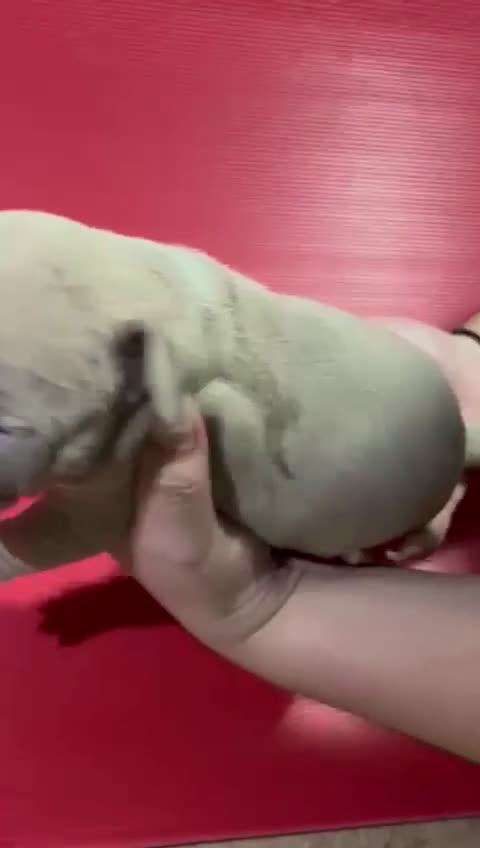 American Pit Bull Terrier perros en venta: camada American Pitbull Terrier  - Video 2