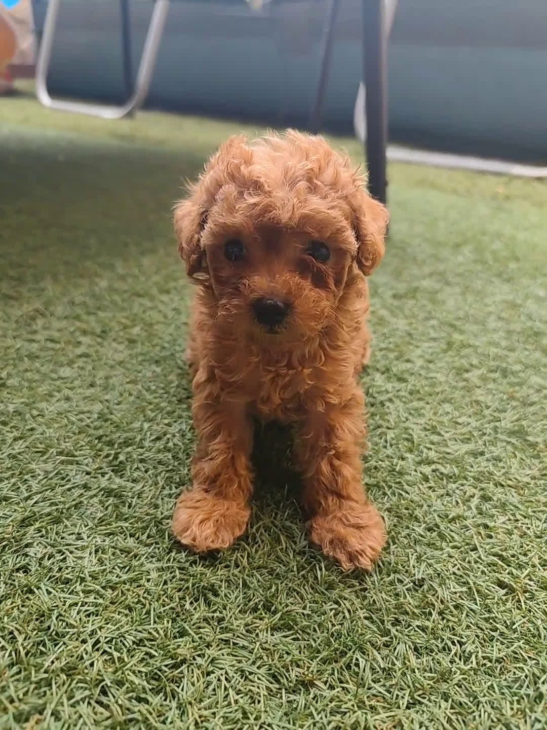 Caniche Toy perros en venta: Cachorritos toy rojos apricot - Video 3