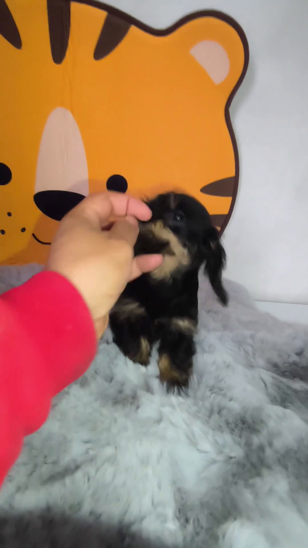 Teckel Miniatura perros en venta: Teckel kaninchen pelo duro  - Video 5