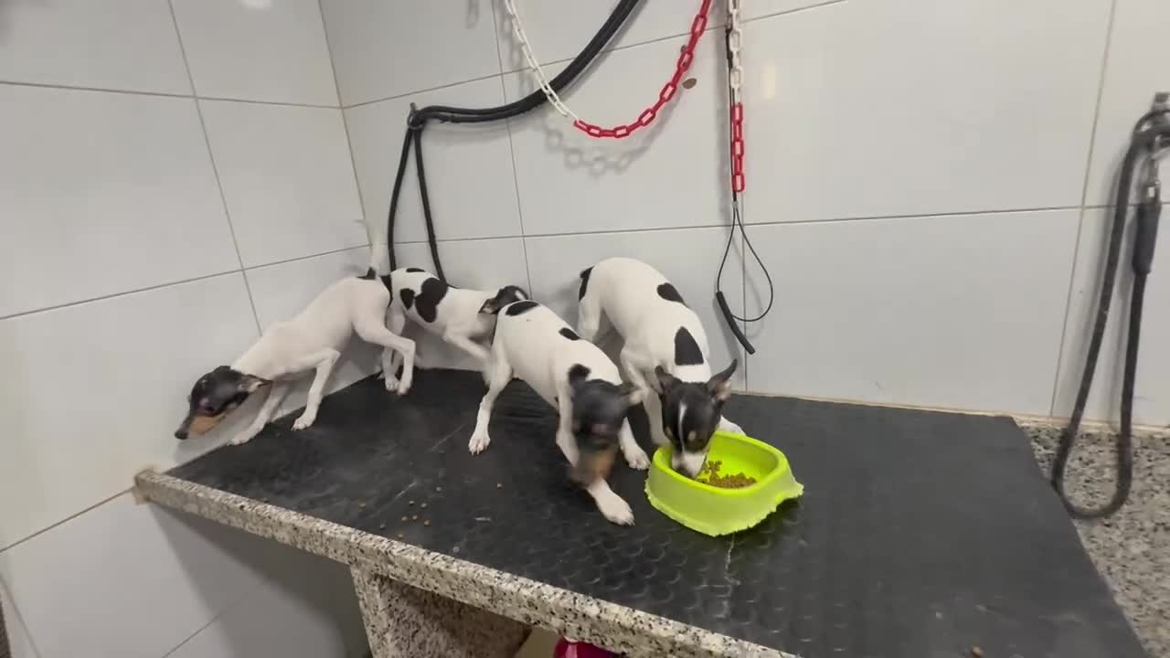 Gos Rater Valencià perros en venta: Cachorros Ratonero Valenciano 350€ ¡PRECIO REAL! - Video 1