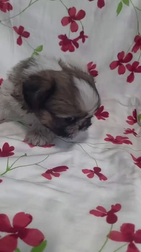 Shih Tzu perros en venta: shih tzu - Video 2