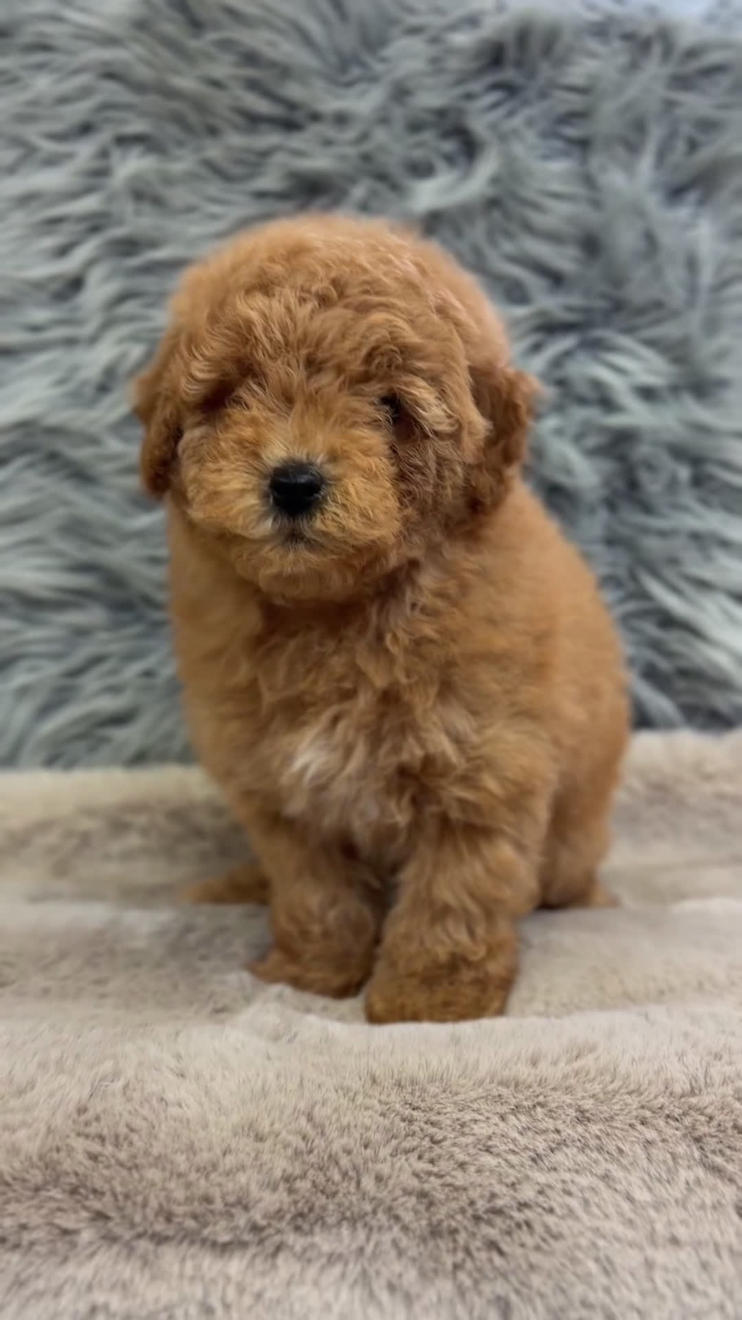 Caniche Enano perros en venta: Caniche Apricot machito  - Video 1