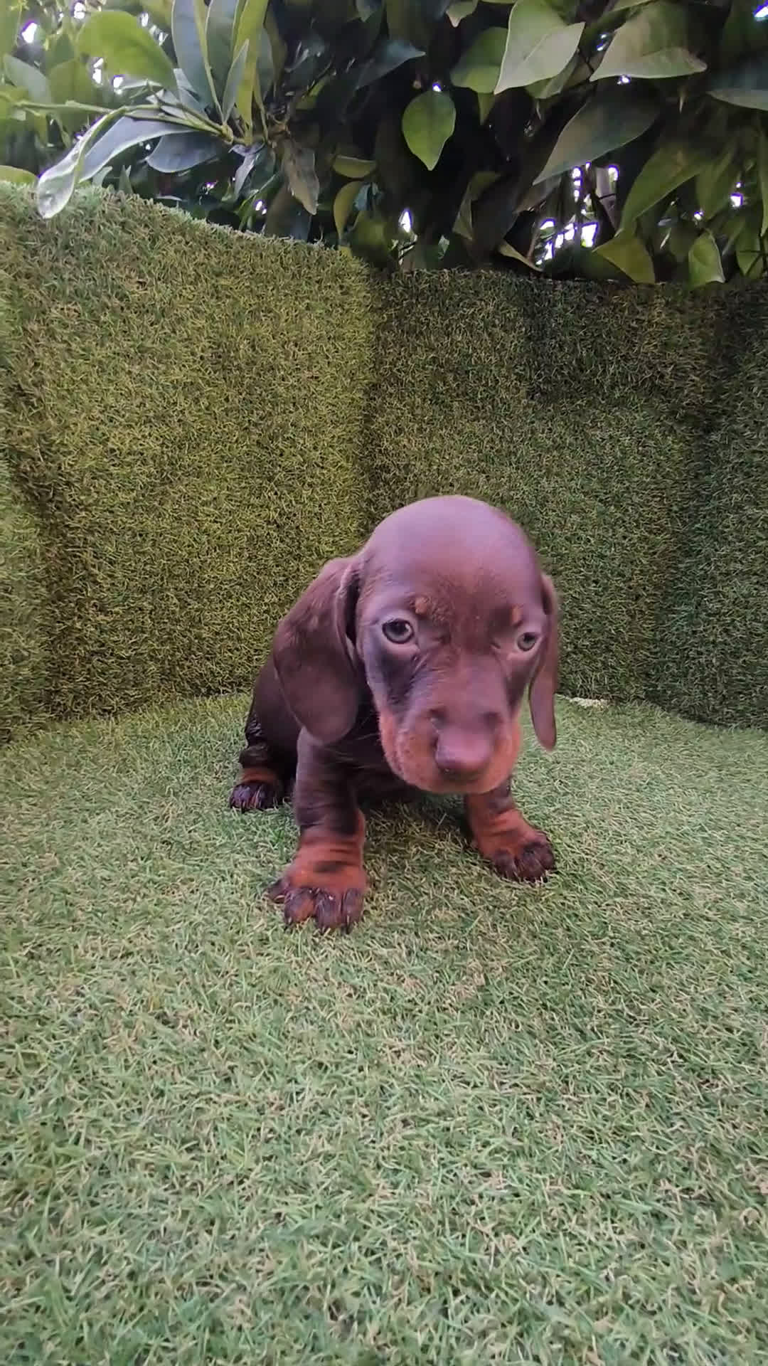 Teckel Miniatura perros en venta: camada de teckel miniatura varios colores  - Video 2