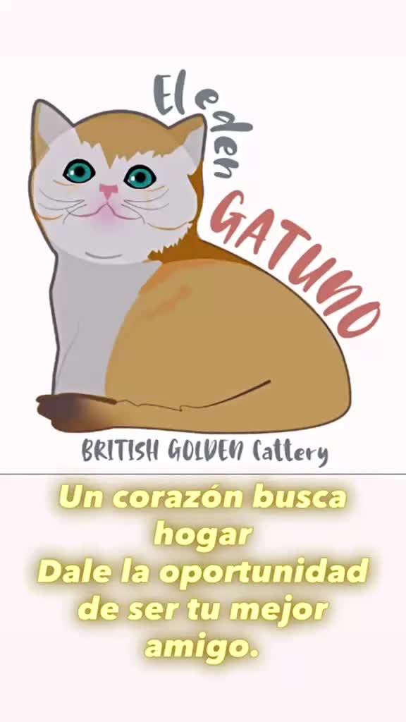 Británico de Pelo Corto gatos en venta: Bebé British AZUL GOLDEN - Video 1