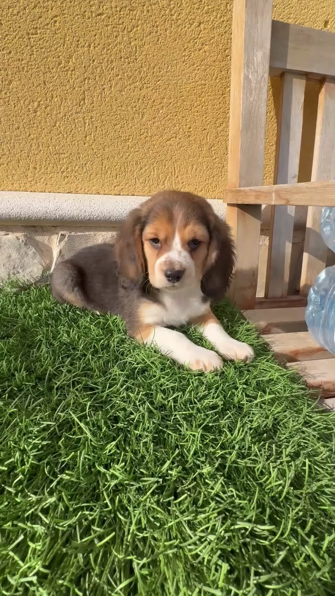 Beagle perros en venta: Espectacular cachorro de Beagle - Video 1