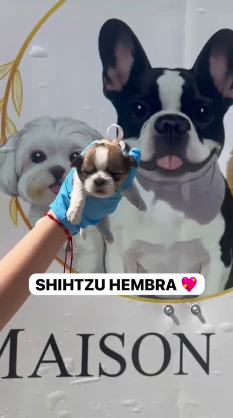 Shih Tzu perros en venta: CAMADA DE SHIHTZU PARA RESERVAR  - Video 2