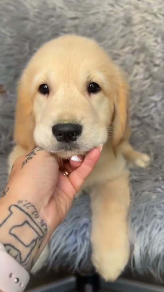 Golden Retriever perros en venta: Espectacular golden retriever  - Video 1