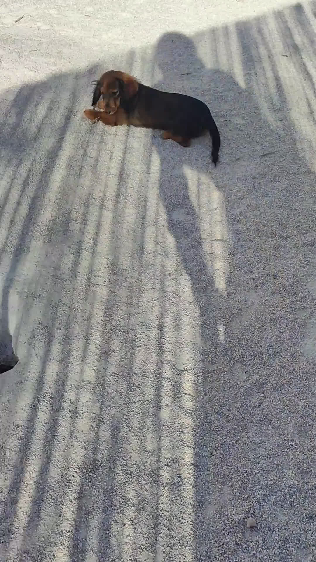 Raza Mixta perros en venta: Cachorritas malvi - Video 4