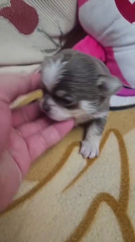 Chihuahua perros en venta: Chihuhua lilac  - Video 1