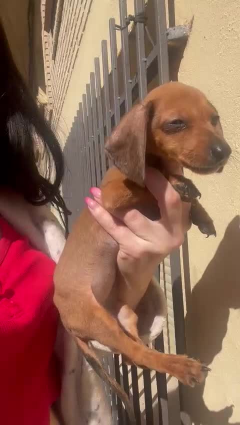 Teckel Miniatura perros en venta: Teckel última hembra  - Video 1