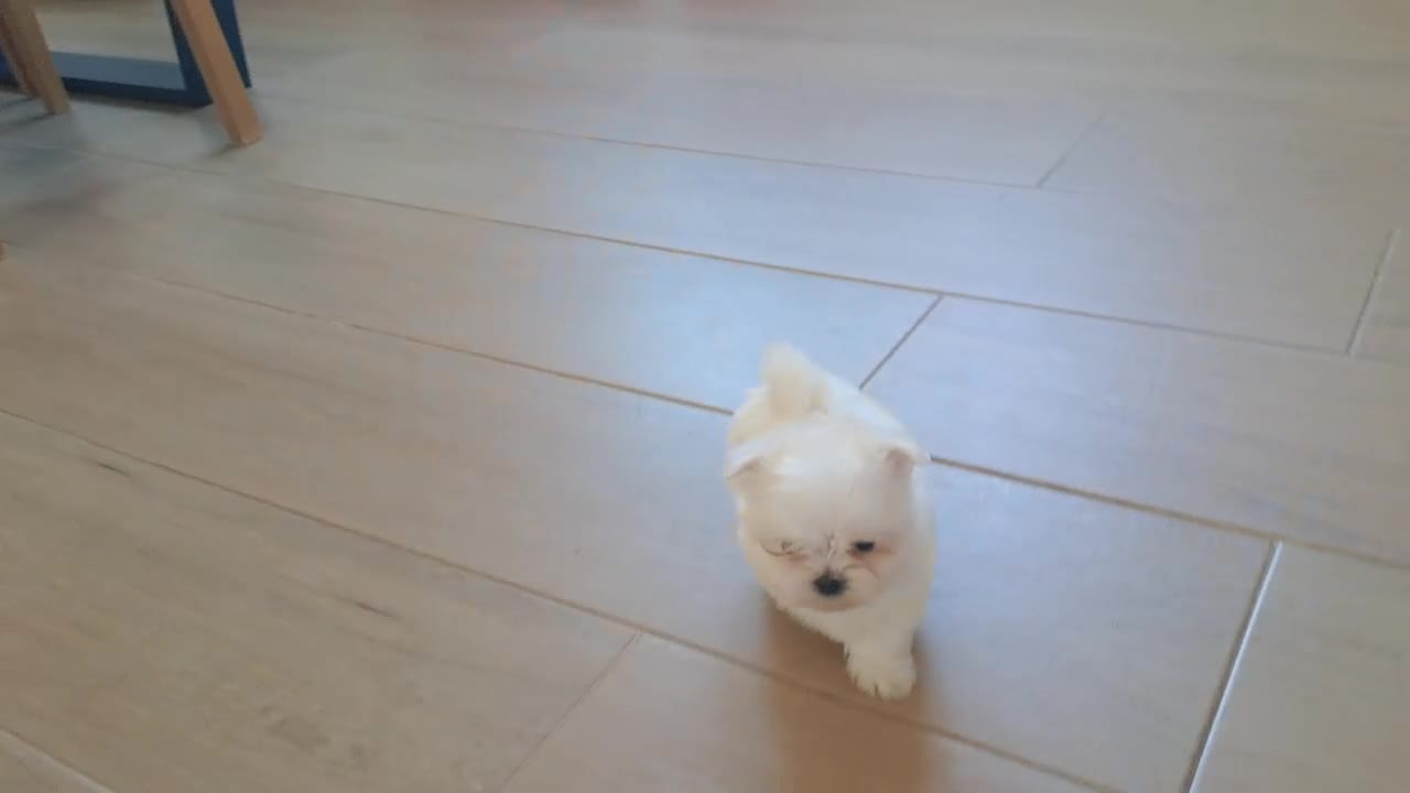 Bichón Maltés perros en venta: Cachorrito Bichon Maltes Toy  - Video 1