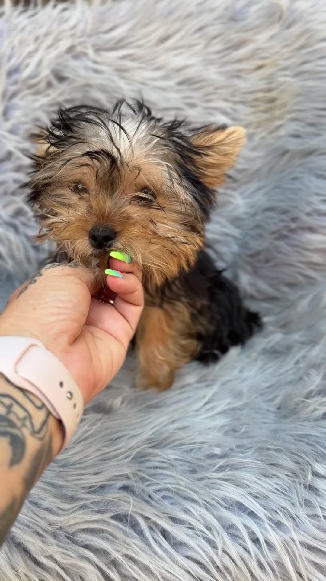 Yorkshire Terrier perros en venta: Yorkshire Toy macho  - Video 2