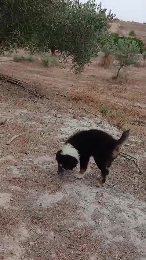 Pastor Australiano perros en venta: PASTOR AUSTRALIANO  - Video 2