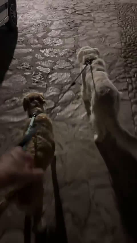 Golden Retriever perros en venta: Fabulosos Goldens en Jaén - Video 2
