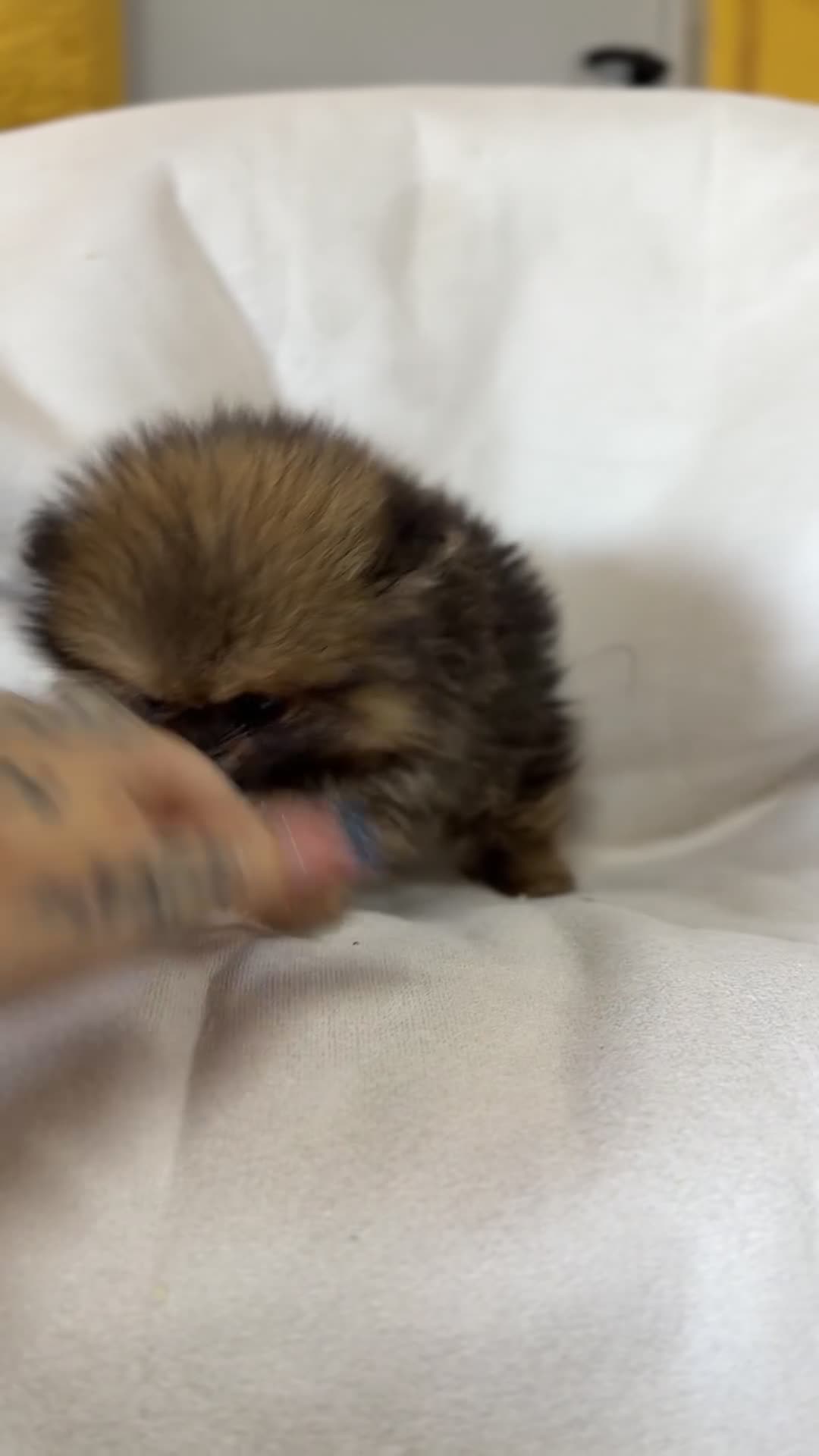 Pomerania perros en venta: Pomerania micro  - Video 1