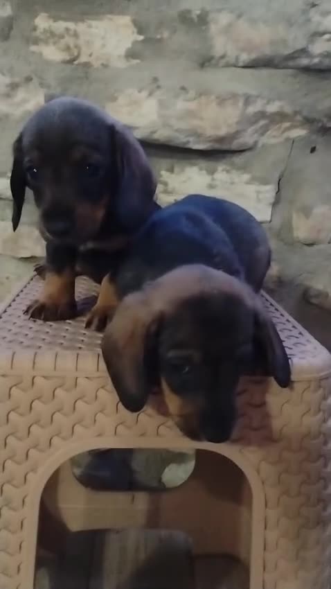 Teckel perros en venta: Teckel pelo duro minis calidad  - Video 1