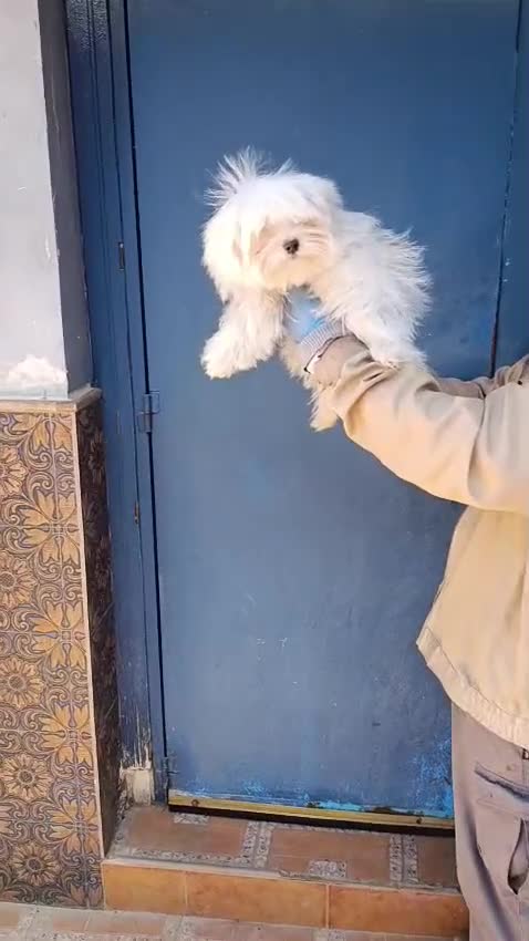 Bichón Maltés perros en venta: ‼️‼️PRECIOSO BiCHON MALTES COREANO TOY  - Video 1