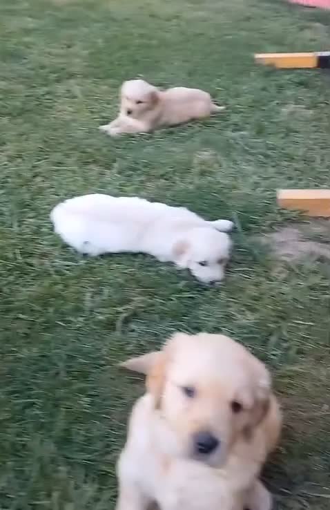 Golden Retriever perros en venta: GOLDEN RETRIEVER - Video 1